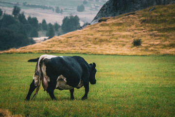 cow on a pasture