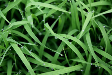 Wall Mural - spring season abstract natural background of green rice farm close up with water drop . grass with water drops . 