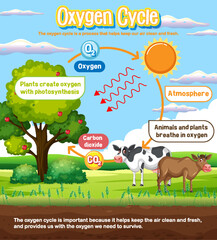 Wall Mural - Oxygen Cycle Diagram for Science Education