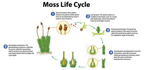 Wall Mural - Moss Life Cycle Diagram for Science Education