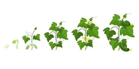 Life cycle of cucumber plant. Stages of growth from seed and sprout to adult plant with fruits. Spring mood plant.