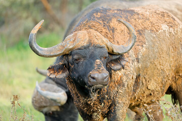 Wall Mural - portrait of an african buffalo (syncerus caffer) covered in mud, mokala national park, south africa.