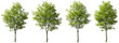 Cutout jungle green trees on transparent backgrounds 3d rendering png
