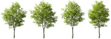 Cutout Jungle Green Trees On Transparent Backgrounds 3d Rendering Png