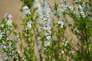 Poster - Thunbergii eadowsweet ( Spiraea thunbergii ) flowers. Rosaceae deciduous shrub. From March to May, small white flowers with 5 petals are put on the whole branch.