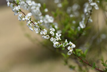 Sticker - Thunbergii eadowsweet ( Spiraea thunbergii ) flowers. Rosaceae deciduous shrub. From March to May, small white flowers with 5 petals are put on the whole branch.