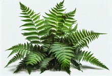 Green Leaves Tropical Foliage Plant Bush Of Cascading Fishtail Fern Or Forked Giant Sword Fern (Nephrolepis Spp.) The Shade Garden Landscaping Shrub Plant Isolated On White Background,. Generative AI