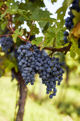 Wall Mural - Vineyard with a bunch of ripe grapes on a summer day