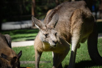 Wall Mural - Australian kangaroo is in the zoo habitat near to the fence. They have beautiful place for living.