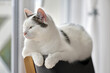 Cute white cat lying in grey armchair at home and looks out the window