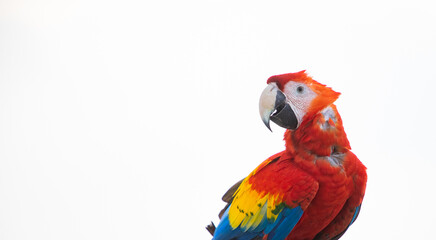 Wall Mural - parrot / Macaw Close Up portrait