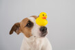 Jack Russell Terrier dog with a rubber duck on his nose. 