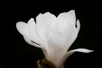 Poster - white magnolia blossom against black background