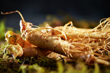 Wall Mural - Ginseng, ginseng on moss background	