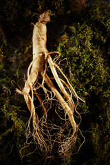 Wall Mural - Ginseng, ginseng on moss background	