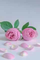 Wall Mural - Two pink roses on a light background.