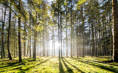 Wall Mural - Sun rays in the forest