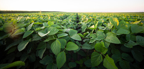 Wall Mural - Soybean leaf damage by insect and pest