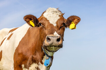 Sticker - Mature cow head, happy face, red and white, friendly looking portrait in front of a blue sky