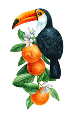 Toucan Bird Sits On A Branch With Orange Fruits. Watercolor Botanical Painting, Isolated On White Background
