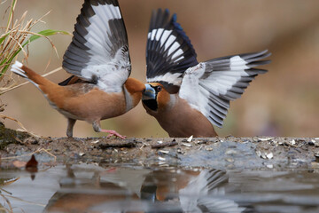 Wall Mural - The hawfinch ,,Coccothraustes coccothraustes,, in its natural environment, Danubian wetland forest, Slovakia