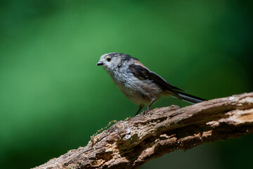 Wall Mural - Long-tailed tit ,,Aegithalos caudatus,, in its natural environment, Danubian wetland, Slovakia