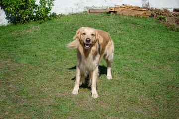 Na praia golden retriever é uma raça canina do tipo retriever originária da Grã-bretanha, e foi desenvolvida para a caça de aves aquáticas.