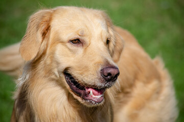 Na praia golden retriever é uma raça canina do tipo retriever originária da Grã-bretanha, e foi desenvolvida para a caça de aves aquáticas.