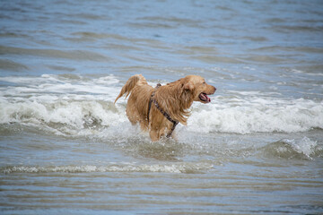 Na praia golden retriever é uma raça canina do tipo retriever originária da Grã-bretanha, e foi desenvolvida para a caça de aves aquáticas.
