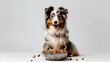 Pampered Pooch: Delighted Dog Enjoying a Hearty Meal. Smiling happy dog standing in front of bowl with dog food on plain background. Generative AI
