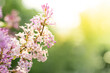 © SeNata - Sunlit spring blooming lilac branch on blurred foliage and sun backdrop in early morning. Copy space