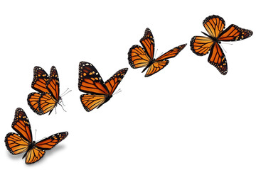 Wall Mural - Beautiful monarch butterfly flying on white background