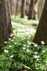 Poster - white anemones in the forest