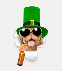 Poster - Saint Patrick's Day concept. Happy mastiff puppy wearing sunglasses and leprechauns green cylinder holds bottle of beer and looks through the hole in white paper