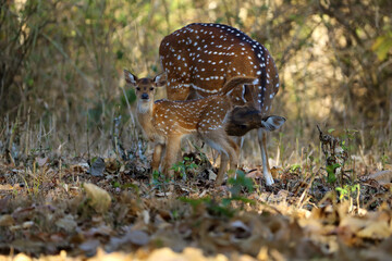 Poster - The chital or cheetal (Axis axis), also known as the spotted deer, chital or axis deer. A young female with a cub checks its condition.