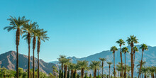 Palm Trees And Desert Mountain Panorama In Palm Springs, California