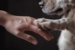 Old dog touches its owners hand. dog love concept. generative ai 