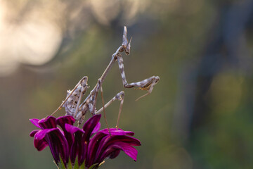 Close up of pair of Beautiful European mantis ( Mantis religiosa )