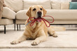 Adorable Labrador Retriever dog holding leash in mouth indoors
