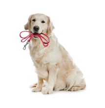 Adorable Golden Retriever Dog Holding Leash In Mouth On White Background