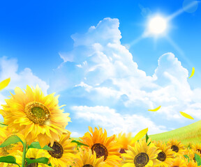 sunflower field and sky
