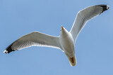 Fototapeta Na sufit - Yellow-legged gull flying in the sky