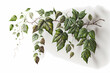  Pflanzen Ranken, Blätter vor weißem Hintergrund,, perfekt zum isolieren/freistellen. vorlage 3
