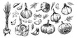Garlic set in Vintage style. Engraved Vegetable. Hand drawn food. Vector illustration for farm market, menu, label. Organic product.