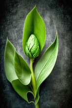 Spring Plants On Black Background, Green Flowers With Dew On The Leaves. Ai Generative Illustration.