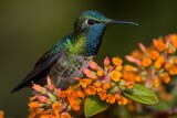 Fototapeta Sawanna - Shimmering Beauty: Golden-Tailed Sapphire Hummingbird Generative Ai