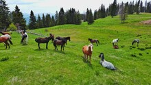 Herd Of Horses That Eat Grass, Drink Water And Graze In Meadow With Fir Trees Against Backdrop Of Mountains And Sky