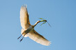 Eurasian spoonbill (Platalea leucorodia) in flight against a blue sky. Spoonbill on its way to its nest with nesting material.  Photographed in the Netherlands.