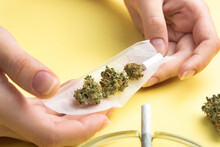 In Women's Hands There Is Paper For A Joint, A Filter And Several Buds Of Dry Medical Marijuana, Next To   Joint And A Glass Ashtray.  On A Bright Banana Yellow Background