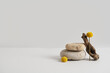 Empty stone podium, piece of driftwood and yellow flower on grey background. Minimal eco backdrop. Round natural rock or pebble and branch. Meditation and relax. Beauty and spa concept. Copy space.